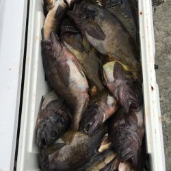 第八平成丸 釣果