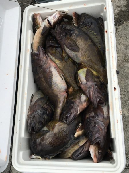 第八平成丸 釣果