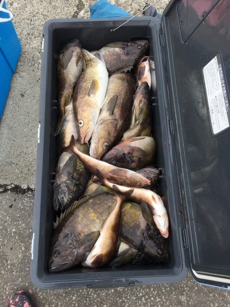 第八平成丸 釣果