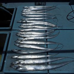 十八宝洋丸 釣果