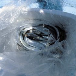 十八宝洋丸 釣果