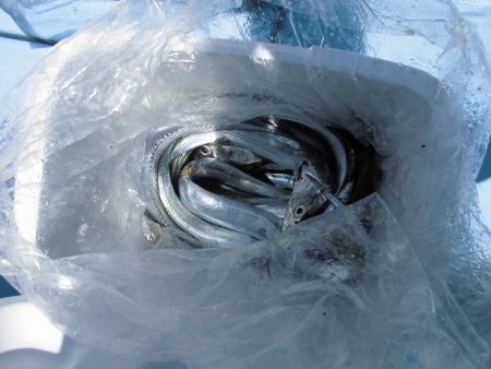 十八宝洋丸 釣果