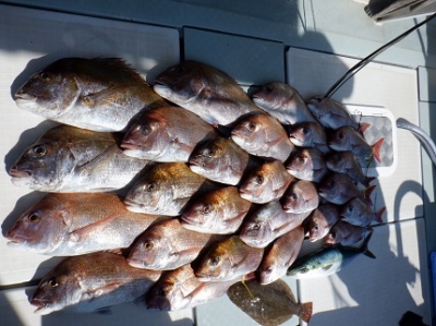 遊漁船 幸友丸 釣果