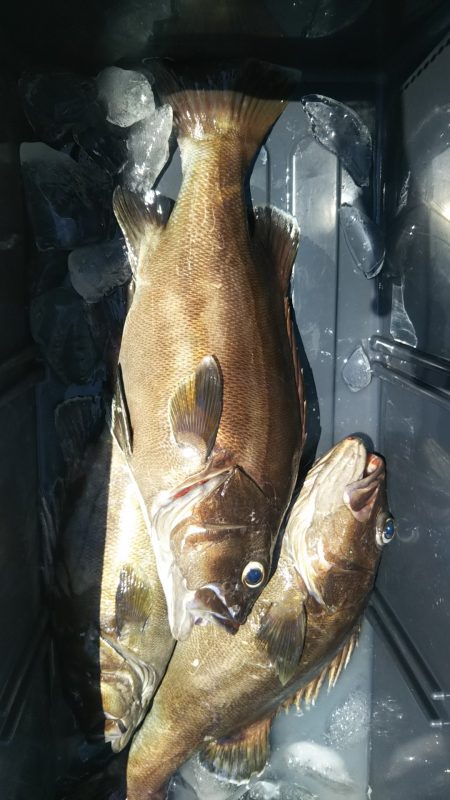 モンロー号 釣果