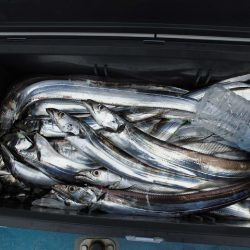 十八宝洋丸 釣果