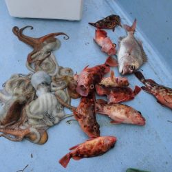 十八宝洋丸 釣果
