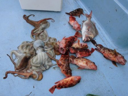 十八宝洋丸 釣果