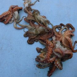 十八宝洋丸 釣果