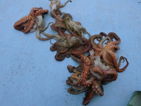 十八宝洋丸 釣果