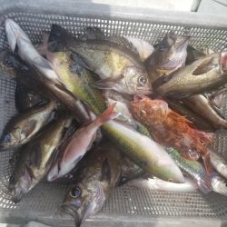 内浜丸 釣果