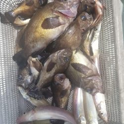 内浜丸 釣果