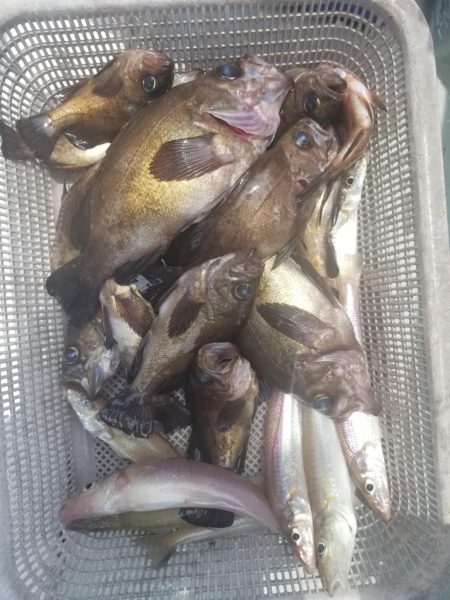 内浜丸 釣果