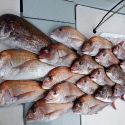 遊漁船 幸友丸 釣果