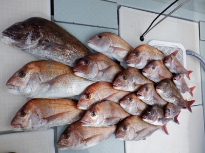 遊漁船 幸友丸 釣果