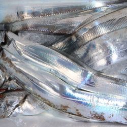 松本釣船２ 釣果