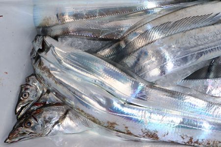 松本釣船２ 釣果