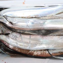 松本釣船２ 釣果