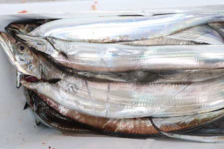 松本釣船２ 釣果