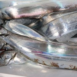 松本釣船２ 釣果