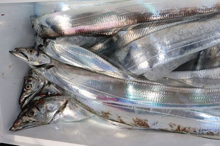 松本釣船２ 釣果