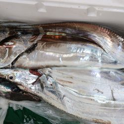 松本釣船２ 釣果