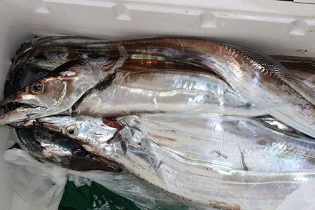 松本釣船２ 釣果