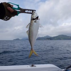 開進丸 釣果