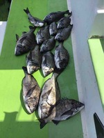 久里浜黒川本家 釣果