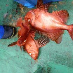 第二むつ漁丸 釣果