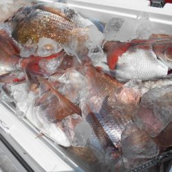 こうゆう丸 釣果