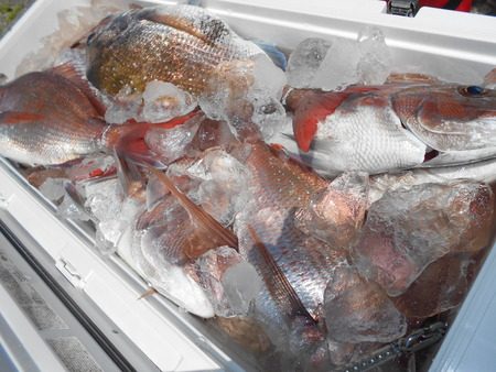 こうゆう丸 釣果