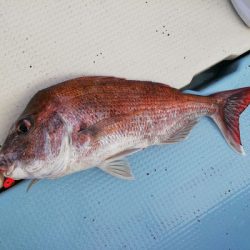 さんさん丸 釣果