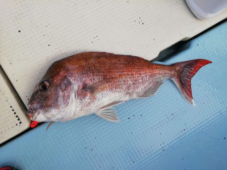 さんさん丸 釣果