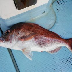 さんさん丸 釣果