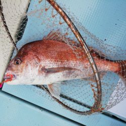 さんさん丸 釣果