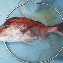 さんさん丸 釣果