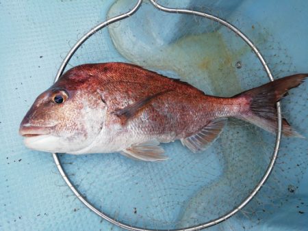 さんさん丸 釣果