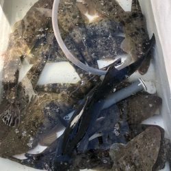 Magic（マジック） 釣果