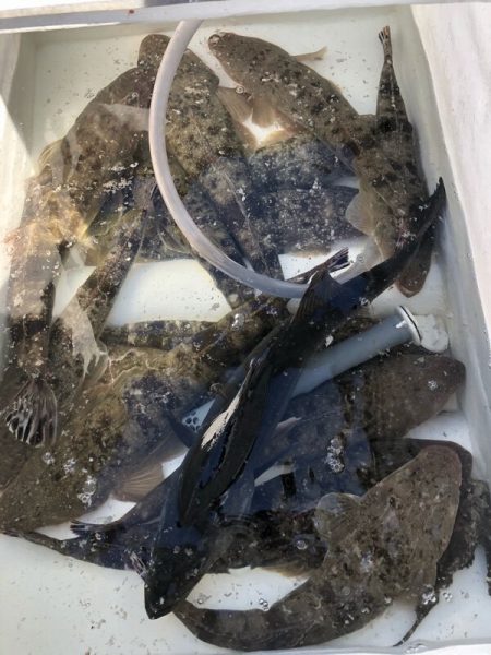 Magic（マジック） 釣果