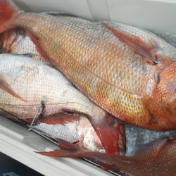 こうゆう丸 釣果