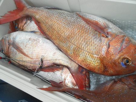 こうゆう丸 釣果