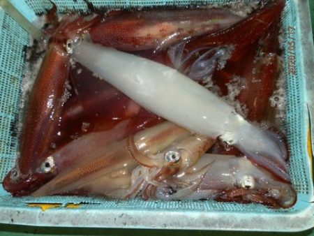 第二むつ漁丸 釣果