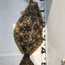 Magic（マジック） 釣果