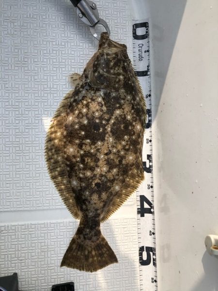 Magic（マジック） 釣果