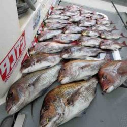 遊漁船 セトマリン 釣果