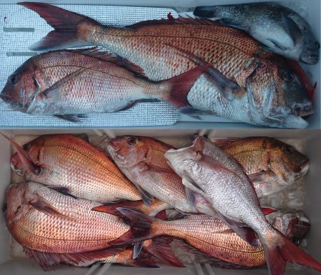 釣り船一番星 釣果