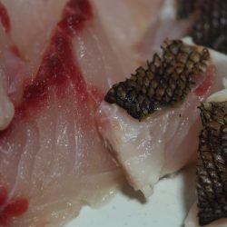 「LaGooN」蒼陽丸 日和号 釣果