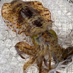 「LaGooN」蒼陽丸 日和号 釣果