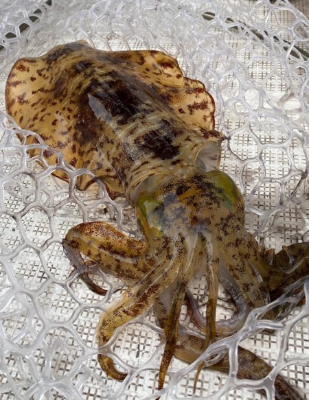 「LaGooN」蒼陽丸 日和号 釣果