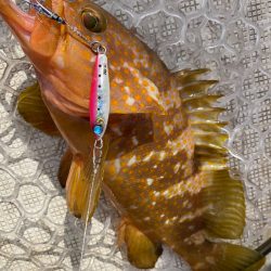 「LaGooN」蒼陽丸 日和号 釣果